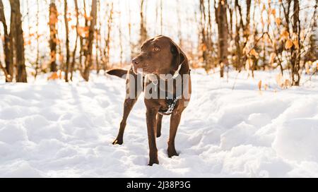 Ritratto di un bel labrador cioccolato che ritarce fuori nella stagione invernale Foto Stock