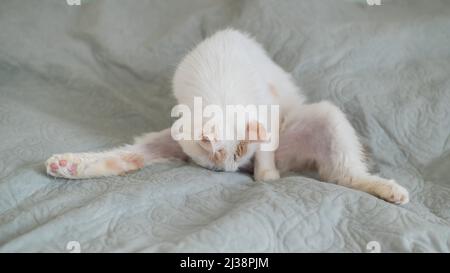 Bianco soffice gatto lecca sdraiato sul letto. Foto Stock