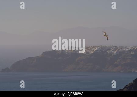 Un singolo gabbiano che vola sopra il Mar Egeo e il villaggio di Oia Santorini sullo sfondo Foto Stock