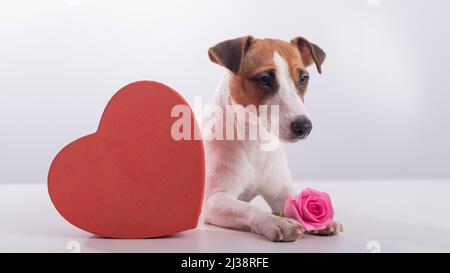 Jack Russell Terrier si trova accanto a una scatola a forma di cuore e un bouquet di rose rosa. Cane in una data Foto Stock