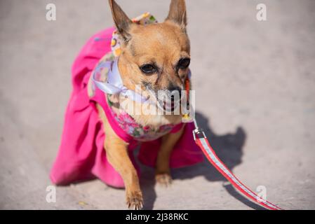Un minuscolo chihuahua marrone su un guinzaglio rosa, indossando un abito rosa. Foto Stock