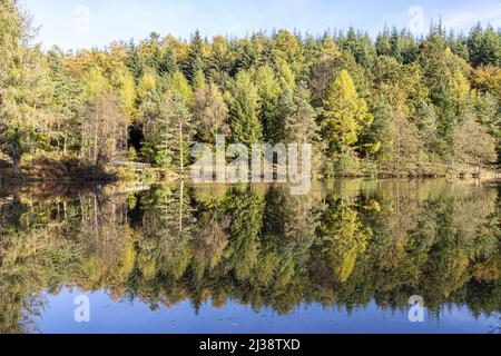 Colori autunnali a Mallards Pike Lake nella Foresta di Dean vicino Parkend, Gloucestershire, Inghilterra Regno Unito Foto Stock
