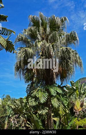 Palma cinese (Livistona chinensis), Rio Foto Stock