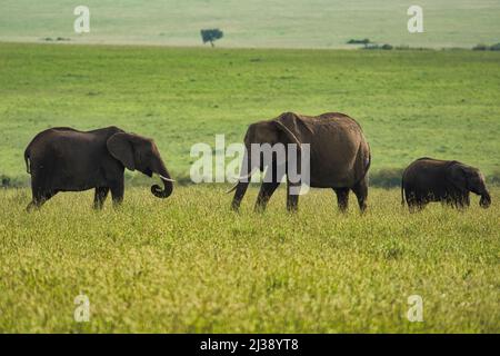 Elefante africano famimily con un vitello (Loxodonta africana) sulla prateria del Parco Nazionale Masai Mara, Kenya Foto Stock