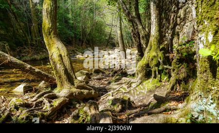 Alberi con grandi radici che attraversano il terreno in direzione del fiume, Batuecas, Salamanca. Foto Stock