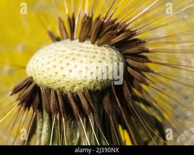 macro foto estrema dei semi di un dente di leone su sfondo giallo Foto Stock