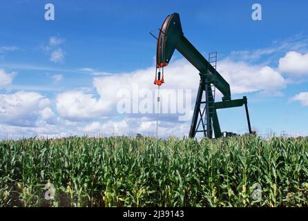 Frattura del mais. Annuire asino. Olio di perforazione derrick. Il martinetto a pompa isolava l'agricoltura rurale. Esplorazione dell'estrazione del combustibile. Terreni agricoli industriali. Piattaforma petrolifera USA Foto Stock