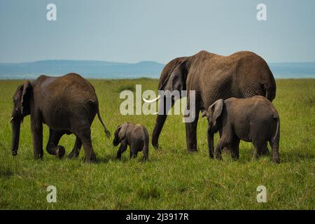 Elefante africano famimily con un vitello (Loxodonta africana) sulla prateria del Parco Nazionale Masai Mara, Kenya Foto Stock