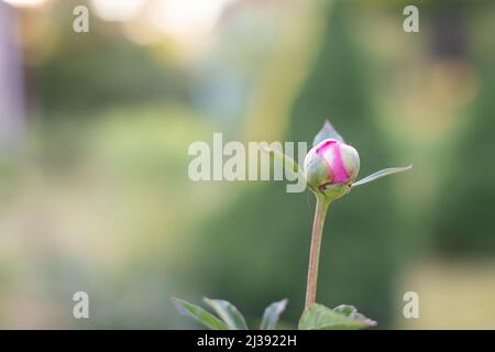 Boccioli chiusi di peonie rosse. Inizio della fioritura delle peonie Foto Stock