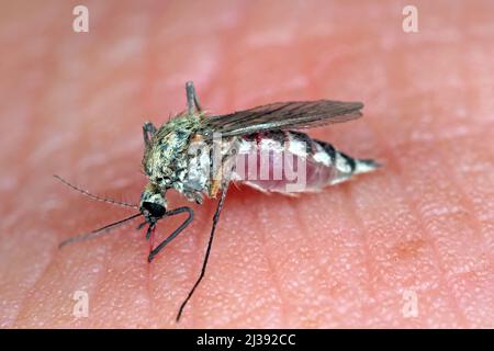 Malaria pericolosa infetta zanzara pelle Bite. Leishmaniosi, encefalite, febbre gialla, Dengue, malattia della malaria, Virus infettivo Mayaro o Zika. Foto Stock