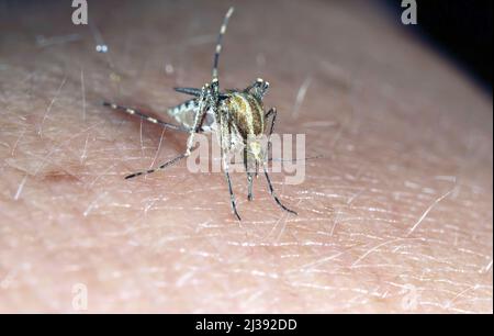 Malaria pericolosa infetta zanzara pelle Bite. Leishmaniosi, encefalite, febbre gialla, Dengue, malattia della malaria, Virus infettivo Mayaro o Zika. Foto Stock
