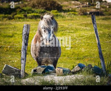 Connemara Pony vicino a Ballyconneely, Connemara, County Galway, Irlanda. Il Connemara Pony (irlandese: Capaillín Chonamara) è una razza di pony originaria di I. Foto Stock