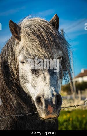 Connemara Pony vicino Ballyconneely, Connemara, County Galway, Irlanda. Foto Stock