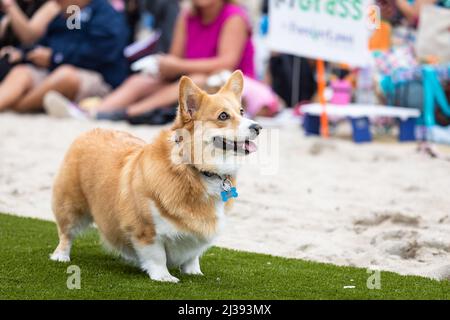 Un corgi partecipa a un concorso di fetch al Corgi Beach Day di Huntington Beach, California, USA Foto Stock