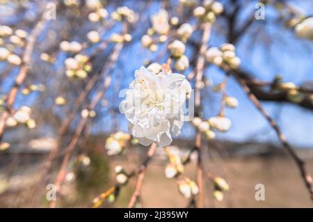 Primo piano su fiore bianco di un albero di prugne in fiore con lunghi timens e antere gialle che sbocciano su uno sfondo di bokeh sfocato durante il Foto Stock