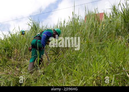 salvador, bahia, brasile - 16 maggio 2019: Spazzatrice stradale pulisce il pennello su una collina usando la tecnica di rapelling nel quartiere di Narandiba nella città Foto Stock