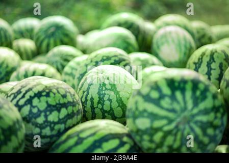 Molti grandi cocomeri verdi dolci, cibo estivo Foto Stock