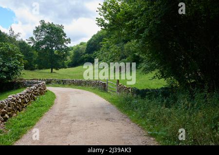 Una bella foto di una strada forestale circondata da una fitta vegetazione. Foto Stock