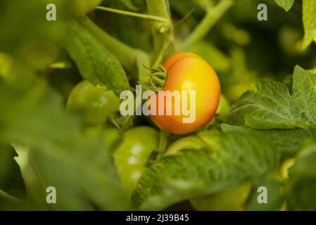 Pomodori verdi di vite. Pomodori verdi non maturi sul cespuglio. Pomodori sulla vite, pomodori che crescono sui rami Foto Stock