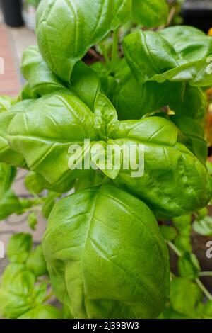 Pianta di basilico di foglia grande che cresce. Erba Foto Stock