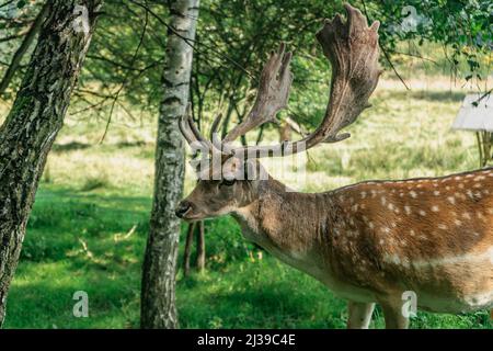 Carino cervo macchiato in piedi sul prato. Cervus nippon, cervo giapponese. Bel cervo sika maschio. Maestoso potente animale adulto con grandi corna i Foto Stock