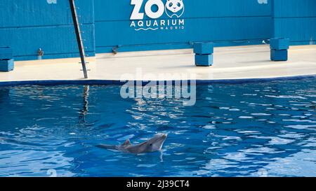 Delfino a collo di bottiglia all'Acquario dello Zoo di Madrid, Madrid, Spagna. Foto Stock