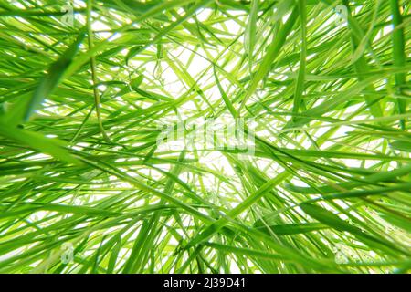 Erba verde fitta e aggrovigliata su sfondo bianco brillante. Vista dal basso verso l'alto, angolo ultra-ampio quadrato Foto Stock