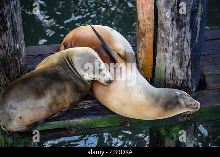 I pinnipedi dei leoni marini caratterizzati da lembi auricolari esterni Foto Stock