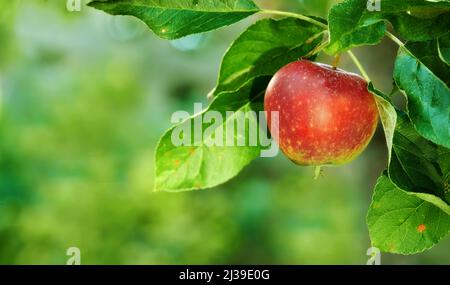 Raggiungete e sperimentate la bontà delle nature. Mele rosse mature su un albero di mele in un frutteto. Foto Stock