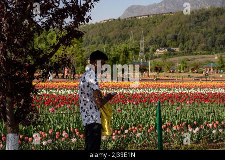 Un ragazzo guarda sopra mentre usa il suo telefono all'interno del giardino del tulipano durante la primavera. L'Indira Gandhi Memorial Tulip Garden, precedentemente Siraj Bagh, vanta di circa 15 tulipani lakh in oltre 60 varietà che sono l'attrazione principale del giardino durante la primavera a Kashmir, che inaugura l'inizio della stagione turistica di picco. Centinaia di persone si affolgono alle alcove di mandorle e ai giardini di tulipani in fiore del Kashmir, descritti da alcuni professionisti della salute mentale locale come terapeutici per la psiche scarred. Foto Stock