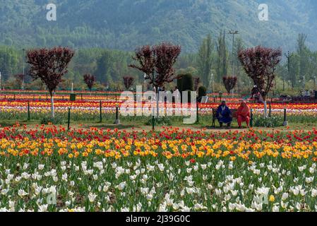 6 aprile 2022, Srinagar, Jammu e Kashmir, India: Le donne di Kashmiri si siedono su una panchina passato di tulipani fioriti all'interno del giardino tulipano durante la primavera. L'Indira Gandhi Memorial Tulip Garden, precedentemente Siraj Bagh, vanta di circa 15 tulipani lakh in oltre 60 varietà che sono l'attrazione principale del giardino durante la primavera a Kashmir, che inaugura l'inizio della stagione turistica di picco. Centinaia di persone si affolgono alle alcove di mandorle e ai giardini di tulipani in fiore del Kashmir, descritti da alcuni professionisti della salute mentale locale come terapeutici per la psiche scarred. (Credit Image: © Idrees Abbas/SOPA Imag Foto Stock