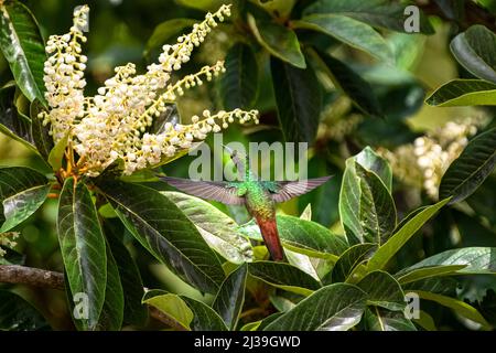 Rufous coda colibrì nutrirsi in volo Foto Stock