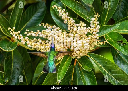 Colibrì con testa viola maschio in volo che alimenta i fiori Foto Stock