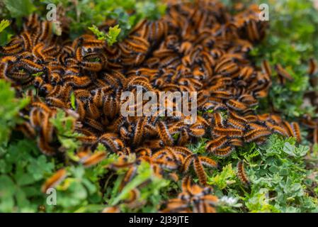 Molti bruchi nel prato di aragia Arctia caja Foto Stock