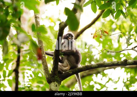 Scimmia a foglie di dusky nella foresta pluviale di Langkawi, Malesia Foto Stock