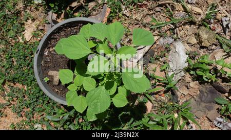 Vista dall'alto di una pianta indiana di Acalypha nel vaso (Acalypha indica) Foto Stock