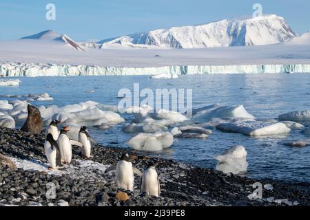 Antartide, Antartide, Penisola Tabarin, Bluff marrone. Fur seal antartico (Arctocephalus gazella) e pinguini Gentoo (Pygoscelis papua) Foto Stock