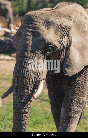 Scatto verticale all'aperto di un elefante grigio selvaggio. Concetto di vita selvaggia. Foto di alta qualità Foto Stock