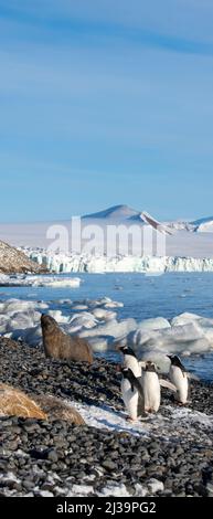 Antartide, Antartide, Penisola Tabarin, Bluff marrone. Fur seal antartico (Arctocephalus gazella) e pinguini Gentoo (Pygoscelis papua) Foto Stock