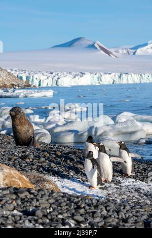 Antartide, Antartide, Penisola Tabarin, Bluff marrone. Fur seal antartico (Arctocephalus gazella) e pinguini Gentoo (Pygoscelis papua) Foto Stock