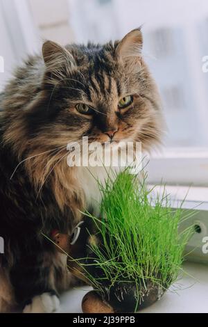 Carino zenzero gatto siberiano mangiare erba verde fresco Foto Stock