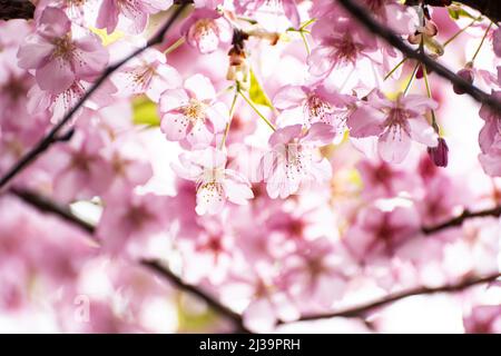 I fiori rosa di ciliegio di Kawazu stanno per raggiungere la piena fioritura Foto Stock