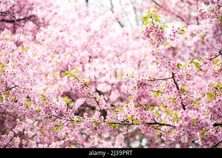 I fiori rosa di ciliegio di Kawazu stanno per raggiungere la piena fioritura Foto Stock
