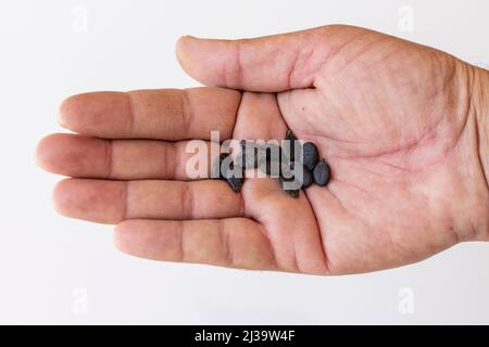 Loofah o semi di luffa vegetali che tengono in mano Foto Stock