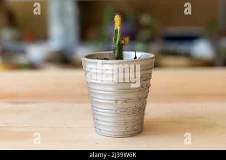 Variegata Fata Castello succulente in un vaso decorativo Foto Stock