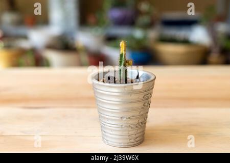 Variegata Fata Castello in vaso d'argento Foto Stock