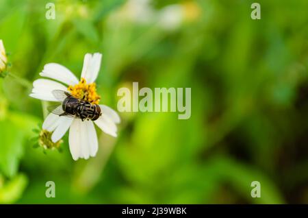 Back of Fly su Spanish Needle Foto Stock