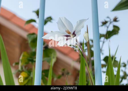 fiore e bulbo di pianta acidantera vista ravvicinata Foto Stock