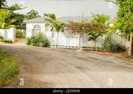 Bougainvillea appeso su Un muro Foto Stock