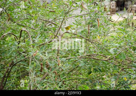 Bird in Pigeon Peas Tree Foto Stock